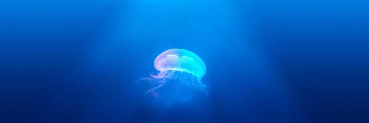 Banner dla Sales Manager