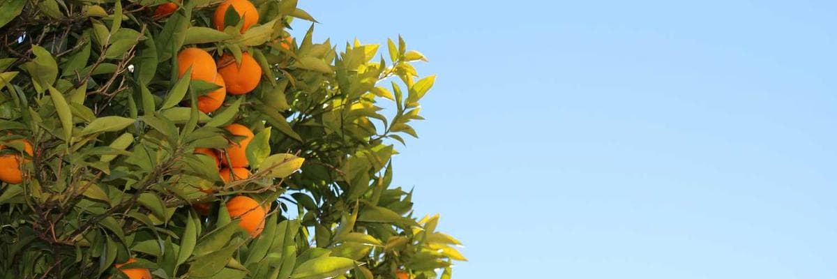 Banner dla Accountant